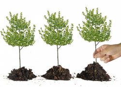 Управляющая компания «Октябрьская»: посади свое дерево!