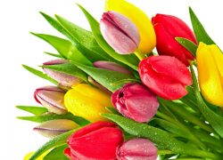 С праздником весны, уважаемые женщины!